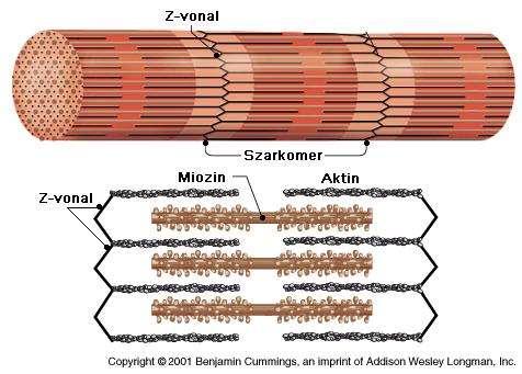 Troponin-T