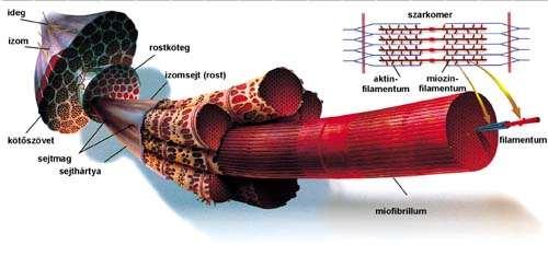 Tropomiosin: 7db