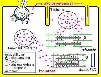 I mező A hús szerkezete