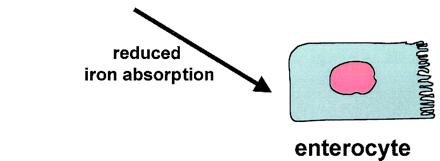 Model for hepcidin as a key regulator of Fe homeostasis