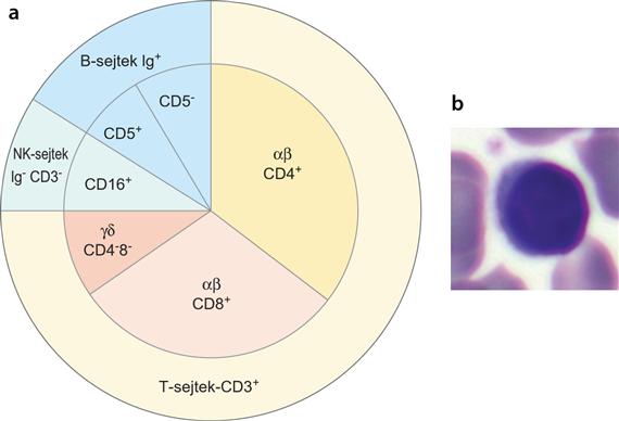 Limfocitapopulációk megoszlása az emberi vérben. 3 fő csoportjuk van sejtfelszíni markerek és funkció alapján. Legnagyobb mennyiségben a T-sejtek vannak jelen.