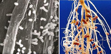 3. Proteobacteria a legtöbb jól ismert,