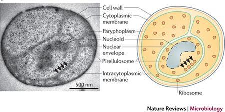 Sejtmag nélküliek - Prokaryota Általános jellemzők: Egysejtes állapot (fonalak, kolóniák lehetnek), szaporodás hasadással Egy cirkuláris kromoszóma, sejtfalhoz rögzülve,
