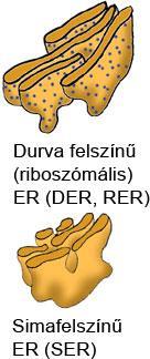 Sejten belüli hártyák Endoplazmatikus retikulum (ER) Az egész sejtplazmát behálózó, tömlőszerű összelapított zsákok rendszere.