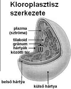 vmarianna.