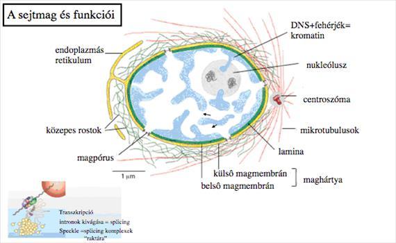 Sejtmag szerkezete Magvacska (nukleólusz) A sejtmag alapállományában található