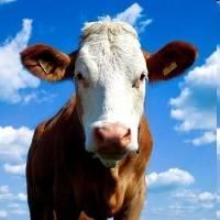 Prion okozta kórképek Súrlókór: juhok és kecskék betegsége Szivacsos agyvelőgyulladás (BSE):