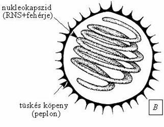 RNS) + hozzá kapcsolódó fehérjék = Nukleokapszid Virion áll: nukleinsav + kapszid -ból Pl.