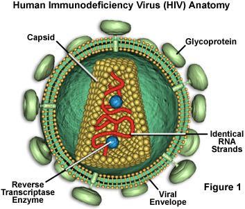 HIV vírus