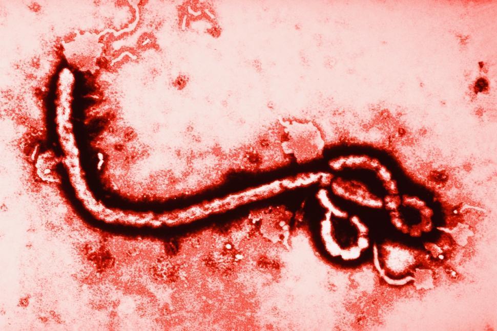Ebola www.