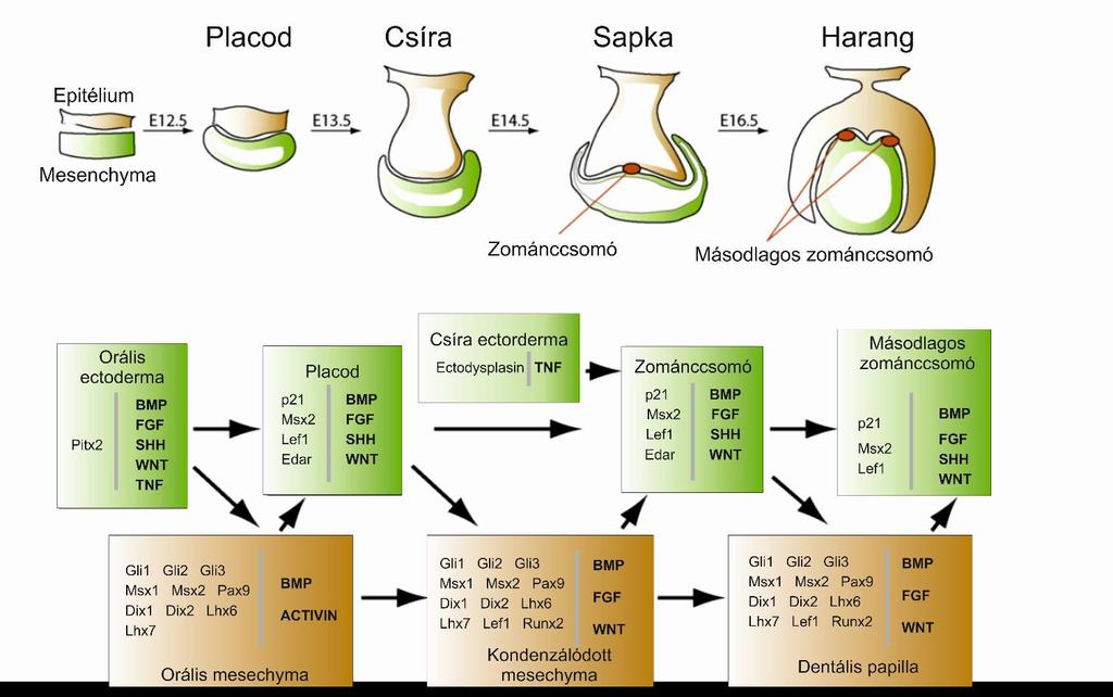 6. ábra: Fogak fejlődésének molekuláris szabályozása a fogfejlődés különböző stádiumaiban.