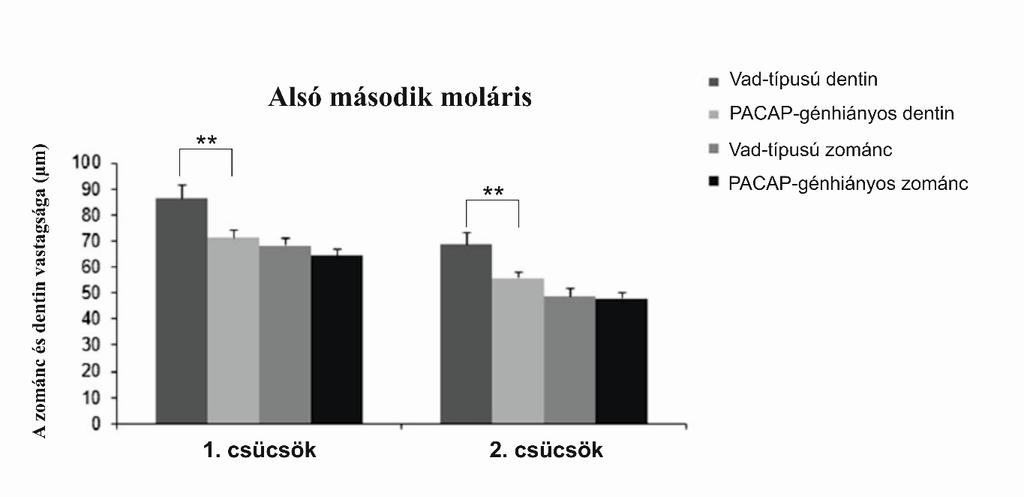 16. ábra: Alsó második moláris fog két csücskén mért zománc és dentin vastagság átlag értékei (átlag±sem) vad-típusú és PACAP-génhiányos egerekben. (**p<0,01) 4.1.2.