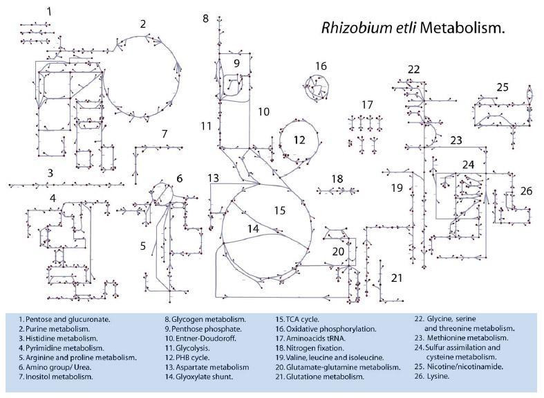 etli Metabolikus