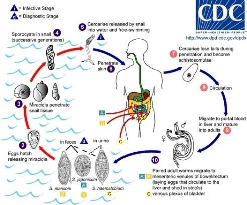 Scistosoma +