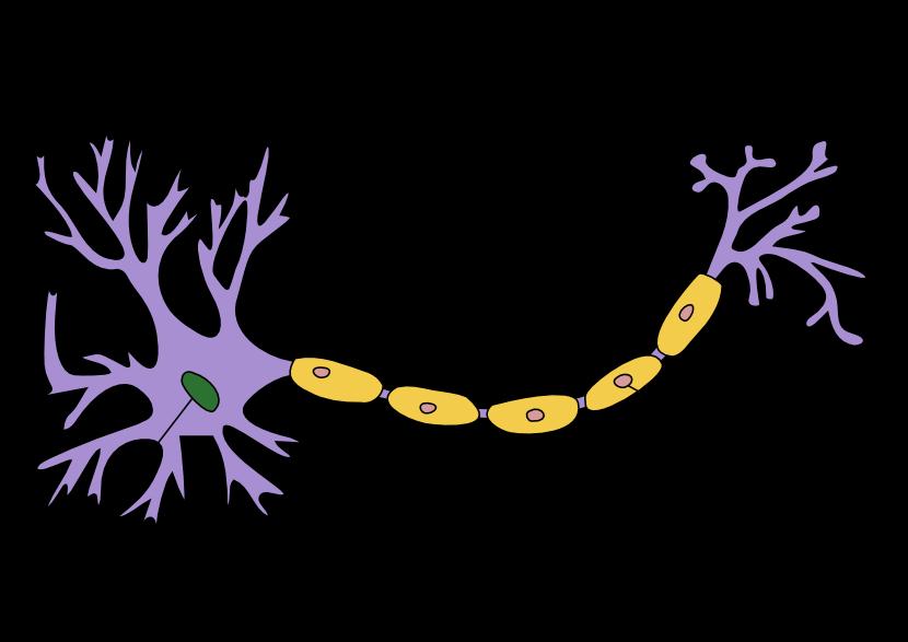 Pathogenesis: a perifériás idegsejtek és támogató