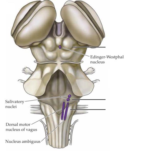 Preganglionaris neuronok: A. Agytörzs vegetatív magjai: Edinger-Westphal mag (III) n. salivatorius superior (VII/V), inferior (IX) n.