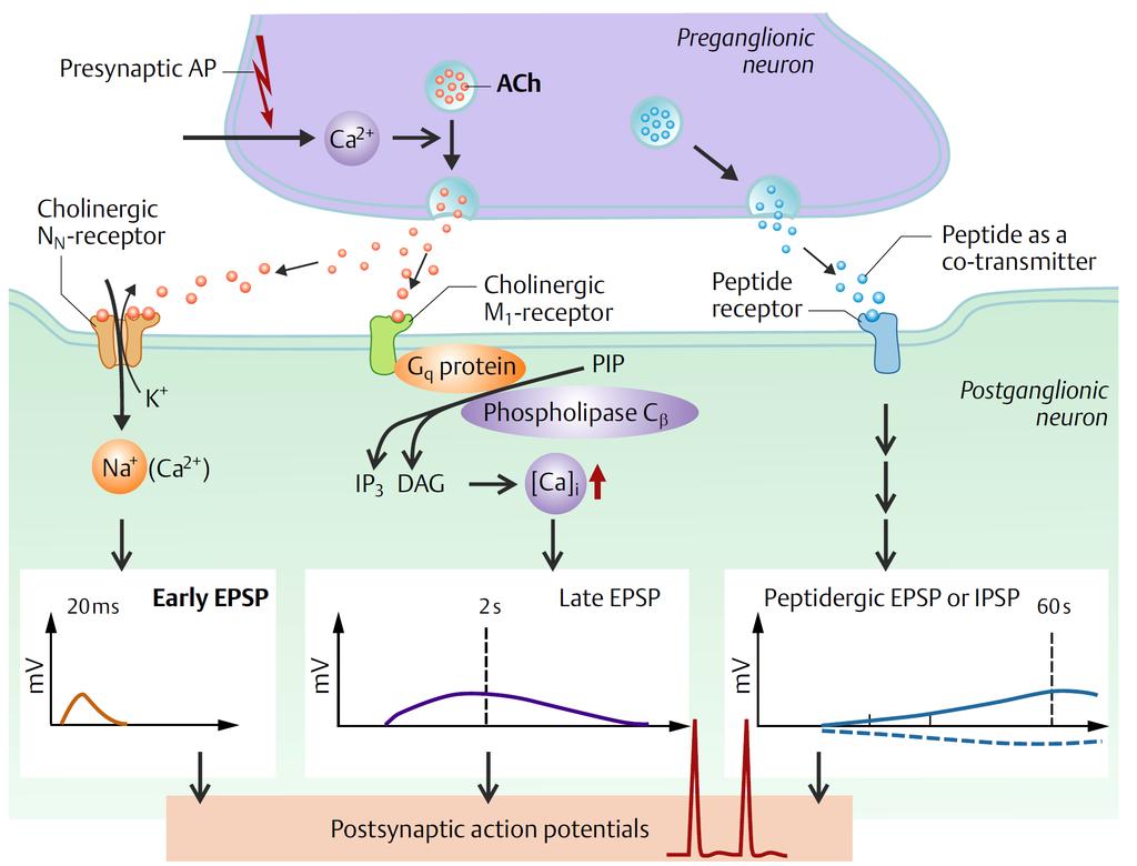 A preganglionaris rost és a ganglionsejt közötti szinapszis Preganglionaris neuron Nikotinos M1 Peptid VIP, GRP Ganglionaris neuron