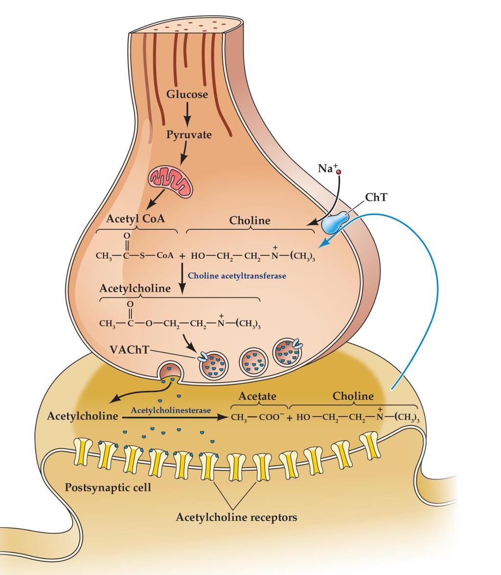 Kolinerg szinapszis Kolin transzporter 1. Szinaptikus résben az acetilkolinészteráz semlegesíti: acetátra és kolinra bomlik (organofoszfátok gátolják) 2. Kolin reuptake (Na + -szimport) 3.