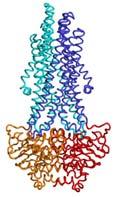 ABC fehérjék