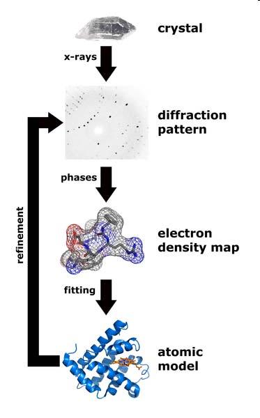 Membránfehérjék szerkezeti modellezése Szerkezet meghatározás