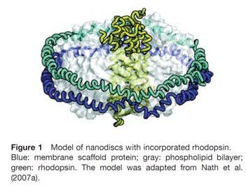 Membránfehérjék nanodisc-ben Homológia