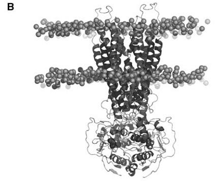 ATP Binding Cassette (ABC) fehérjék A multi-rezisztencia és felfüggesztése