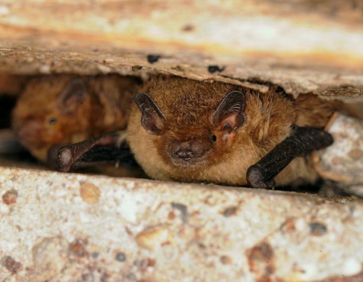 Geoffroy's bat (Myotis emarginatus) stays in the attic of farm-houses daytime, but at night it feeds in the nearby forests. (Photo: Dénes Dobrosi) 4.