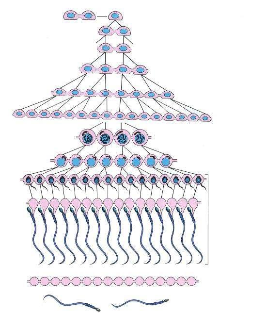 Spermiogenezis Spermiohisztogenesis Meiosis Spermatocitogenezis A típusú spermatogonium (2N, 2C) B típusú