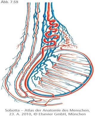 A here (testis vérellátása) a. testicularis: aorta ága, a 2. lumbális csigolya magasságából ered vénás elvezetése: plexus pampiniformis (v. testicularis hálózata) a jobb oldalon a v.