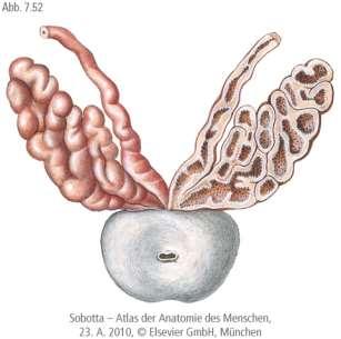 Ondóhólyag (vesicula seminalis) Hosszúkás járulékos, páros mirigy, a ductus deferens kitüremkedéseként alakult ki. Mögötte rectum.