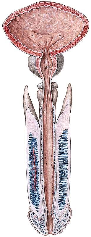 Férfi húgycső (urethra) Részei ostium urethrae internum pars