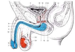 urogenitalisán fúrja át magát m. sphincter vesicae (simaizom) m.