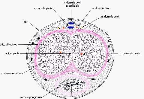 A penis szerkezete bőr (tunica dartos) fascia penis páratlan spf és profunda vénák páros arteriák és idegek tunica albuginea septum penis trabeculák és sinusok: