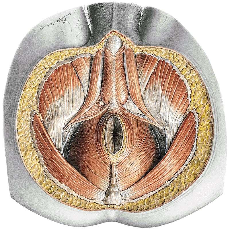 Penis A két corpora cavernosa a szeméremcsont száráról ered, ez a crus penis. A crus penist a m. ischiocavernosus izom borítja.