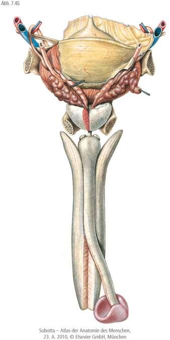 A penis erektilis testjei Erektilis testjei: corpus cavernosum (2) corpus spongiosum (1) A két corpus cavernosumot is tunica albuginea veszi körül, és el is választja egymástól, a corpus spongiosum