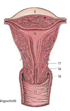 A méh (uterus) anatómiája A kismedence közepén, a húgyhólyag és a rectum között elhelyezkedő szerv.