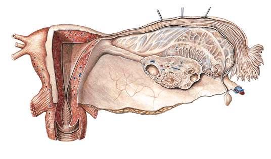 Makroszkópiája: Petevezeték (tuba uterina) 10-13 cm, nyálkahártyával bélelt, izmos falú cső A méhfenék két oldalsó kiszögelléséből indul (ostium uterinum tubae),