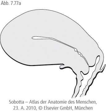 Hüvely (vagina) 8-12 cm hosszú, vékony falú cső A hüvelybemenettől (vestibulum vaginae) a méhnyakig tart ürege