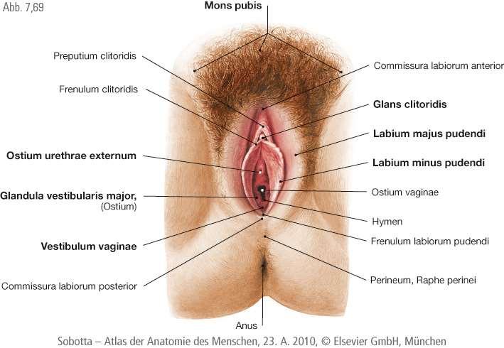 Külső női nemi szervek Erektilis test.