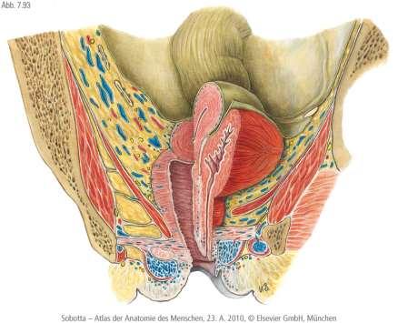 Medencefenék diaphragma pelvis: a kismedencét zárja le alulról. A m.