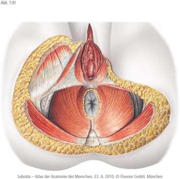 Nyílásai: hiatus urogenitalis és hiatus anorectalis.