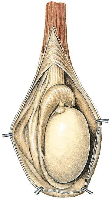 Here és mellékhere (testis és epididymis) caput epididymidis ondózsinór