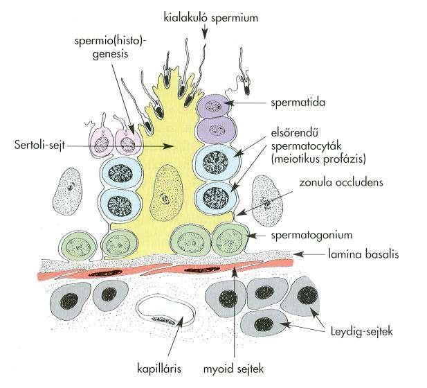 Here (testis) A ductuli seminiferi contorti kanyarulatos csatornáiban zajlik a spermatogenezis. Falát Sertoli-sejtek alkotják.