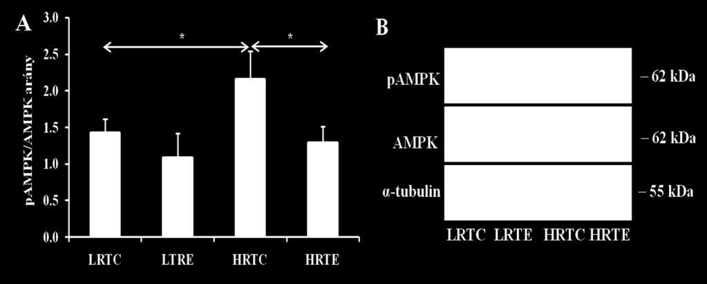 13. ábra Az AMPKα aktivitása (pampkα/ampkα arány) Az AMPKα aktivitás fontos visszajelzője a vázizom edzéshez való adaptációjának Az AMPKα és a pampkα mennyiségi változását mutató hisztogram (A).