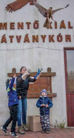 Táplálkoznak, szaporodnak, vonulnak, olykor megsérülnek, töbnnyire valamilyen