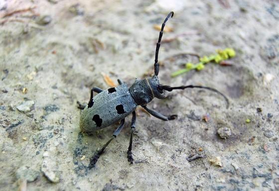 ősziaraszoló (Chondrosoma fiduciarium),