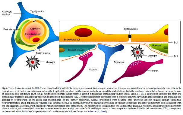 A vér-agy gát [BBB] legnagyobb határfelszín: 12-18 m 2 / humán agy; 600-700 km hosszú érhálózat; sejtek max.