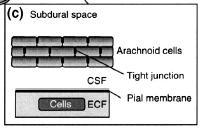 Határfelszínek az idegrendszerben vér-agy gát [blood-brain barrier (BBB)] vér-liquor gát