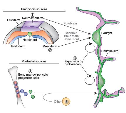 angiogenezis, neovaszkularizáció - CBF (cerebral blood flow) szabályozása mezodermális