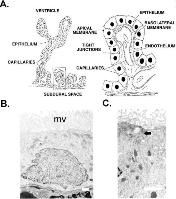 CP-t és a CVO-t nem festi choroid plexus (CP): kitüremkedő pia ependima kapilláris komplex - fő funkció